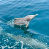 Full Day Dhow Cruise With Lunch